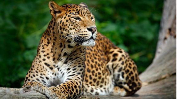 Snapshot of Sri Lanka Curated Travel Experience | Leopard Sighting | By Art In Voyage