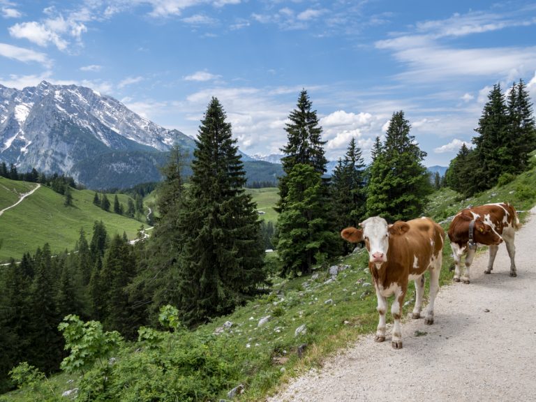 Bavarian cows, by Art In Voyage