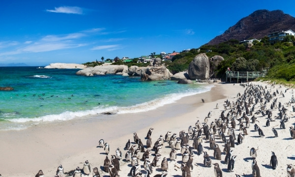 Best Warm Places To Visit In December - Simons Town Penguins, South Africa | By Art In Voyage