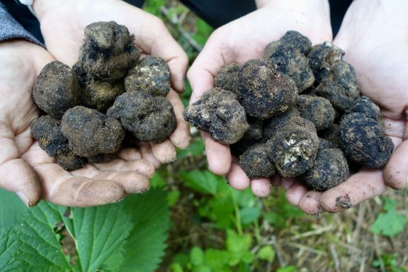 Truffle Hunting and more wine