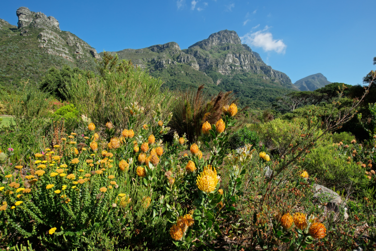 Kirstenbosch Gardens: Day 3 of the 'South Africa at a Glance' journey, hosted by Art In Voyage