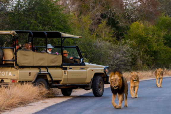 Kruger National Park: Day 7 of the 'South Africa at a Glance' journey, hosted by Art In Voyage