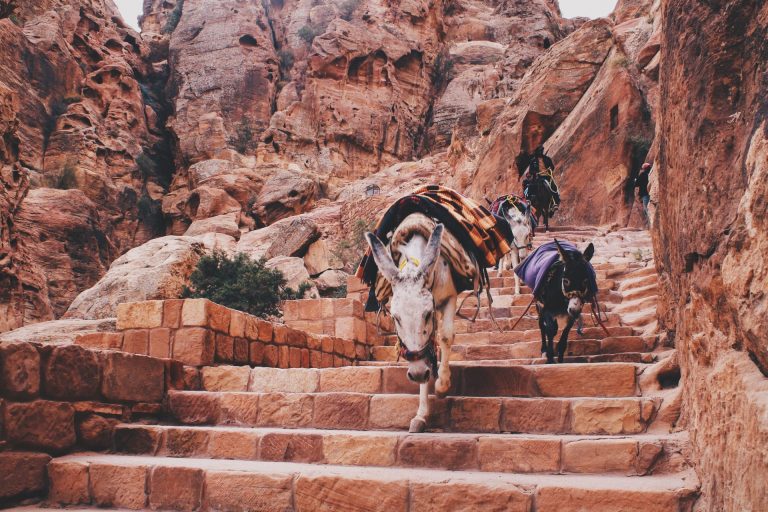 Donkey-Travel Inspiration | A Journey Through Jordan-Jordan-By-Art-in-Voyage