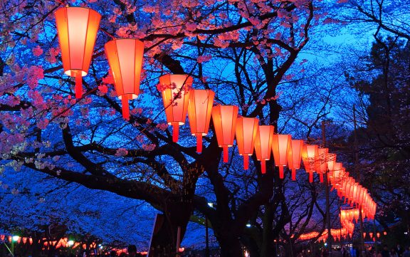 Beautiful light and colours of Japanese lanterns and cherry blossoms in Cherry-Blossom Viewing (O-Hanami) Festival at Ueno park, Tokyo, Japan.
