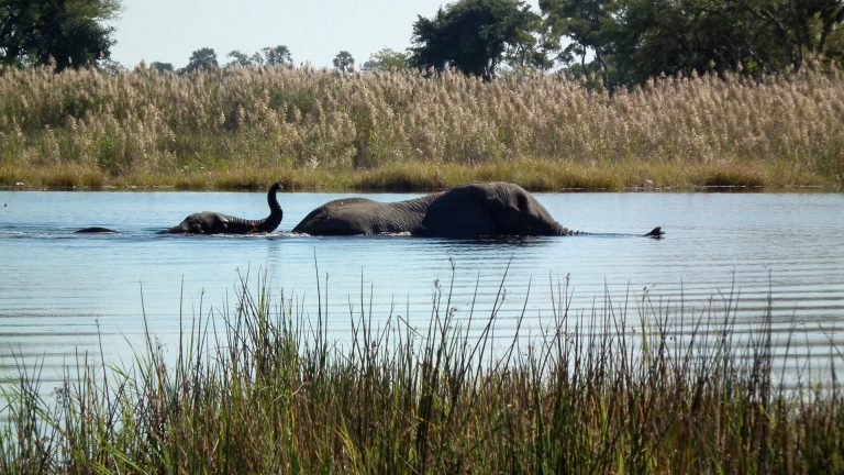 Okavango Delta, African Safari, By Art in Voyage