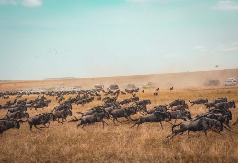 Masai Mara National Reserve, African Safari, By Art in Voyage