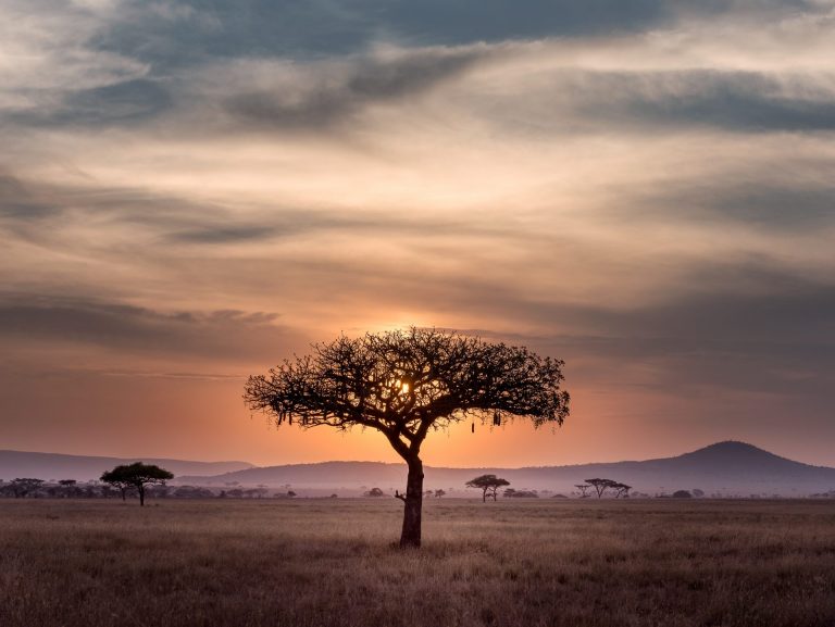 Serengeti National Park, African Safari, By Art in Voyage