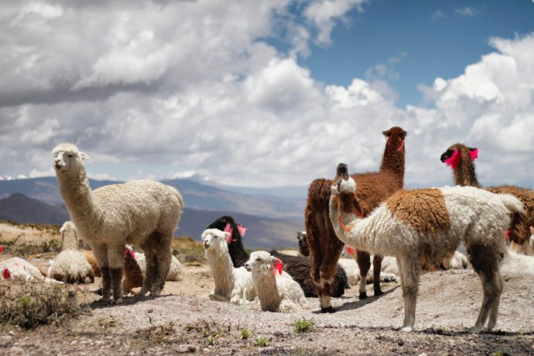 Group-of-lamas-standing-on-cliff-Peru-by-Art-In-Voyage-Magellan Odyssey Pt. 1 | The Peruvian Experience