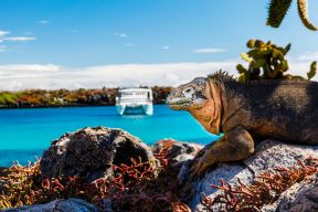 Private Expedition to the Galapagos, by Art In Voyage