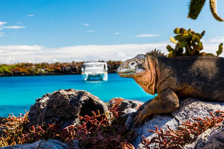 Private Expedition to the Galapagos, by Art In Voyage
