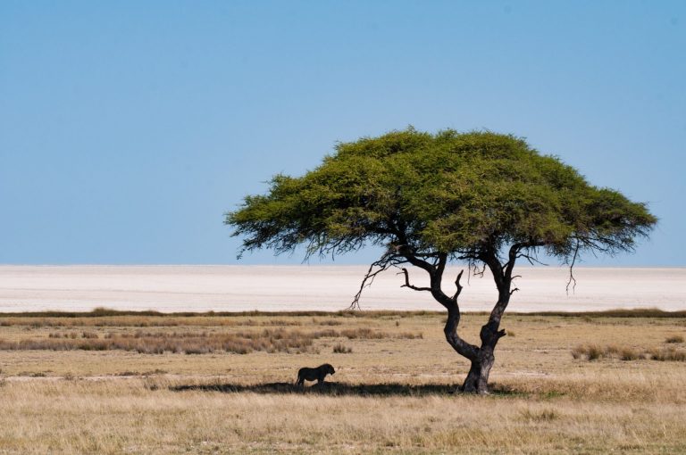 Etosha National Park, African Safari, By Art in Voyage
