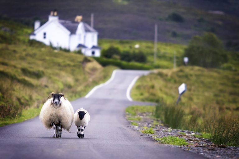 Sheep walking in Scotland, By Art In Voyage