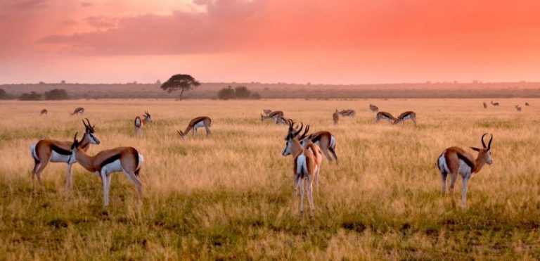 Central Kalahari Game Reserve, African Safari, By Art in Voyage